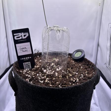 Guava Auto - Mini Grow