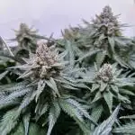 RQS Apple Fritter Auto vs SM Critical Purple Kush