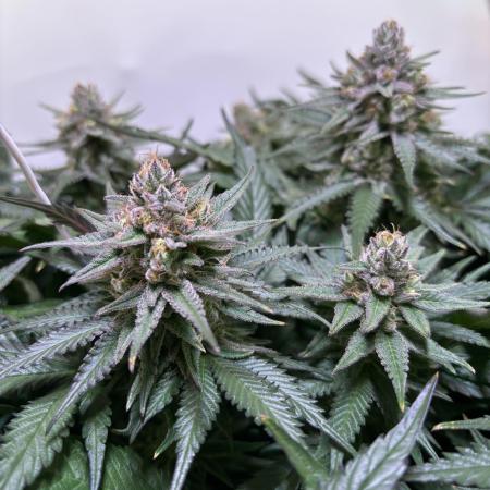 RQS Apple Fritter Auto vs SM Critical Purple Kush