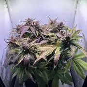 Guava Auto - Mini Grow