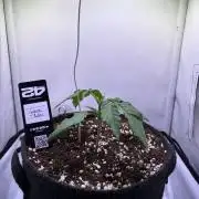 Guava Auto - Mini Grow