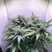 Guava Auto - Mini Grow