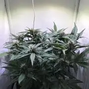 Guava Auto - Mini Grow