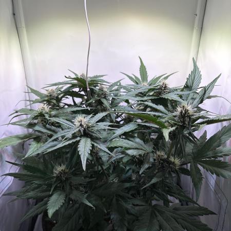 Guava Auto - Mini Grow