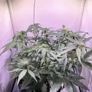 Guava Auto - Mini Grow