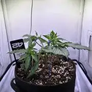 Guava Auto - Mini Grow