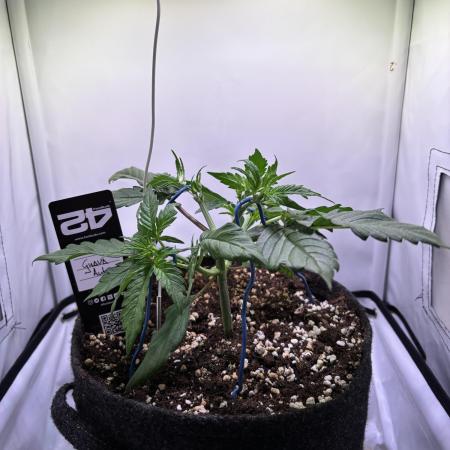 Guava Auto - Mini Grow