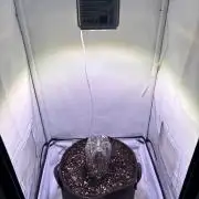 Nirvana - Girl Scout Cookies Auto