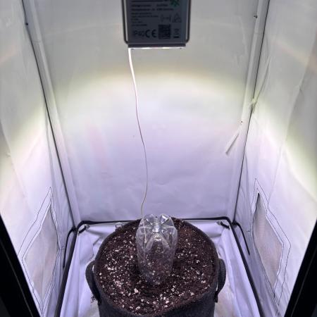 Nirvana - Girl Scout Cookies Auto