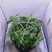 Nirvana - Girl Scout Cookies Auto