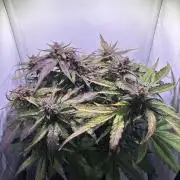 Guava Auto - Mini Grow