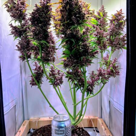 Tropicana Cookies Auto