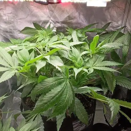 Shaman - second grow of 2025
