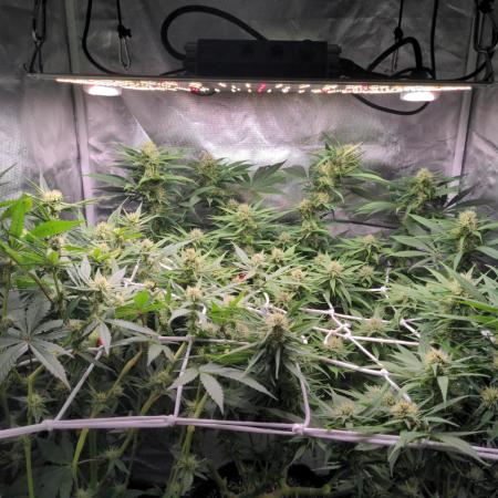 Shaman - second grow of 2025