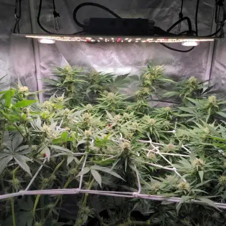 Shaman - second grow of 2025