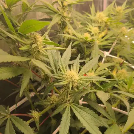 Blue Mystic