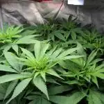 Shaman - second grow of 2025