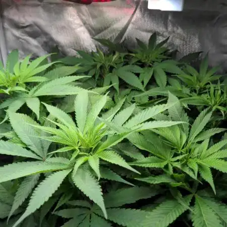 Shaman - second grow of 2025