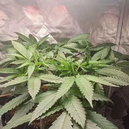 Shaman - second grow of 2025