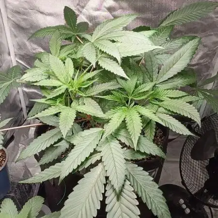Shaman - second grow of 2025