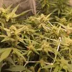 Blue Mystic