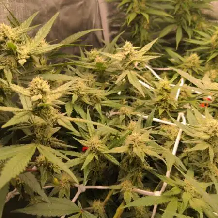 Blue Mystic
