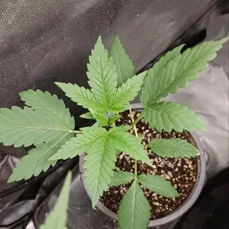 Blue Mystic