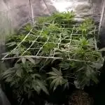 Shaman - second grow of 2025