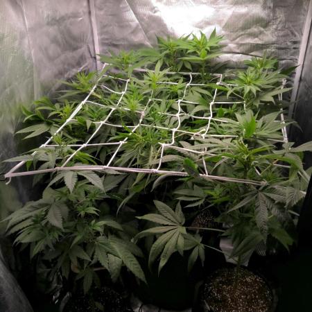 Shaman - second grow of 2025