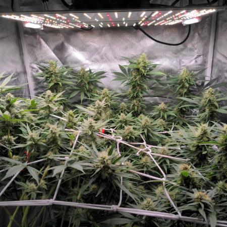 Shaman - second grow of 2025