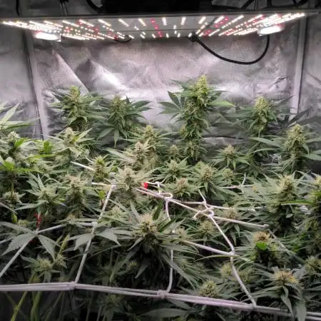 Shaman - second grow of 2025