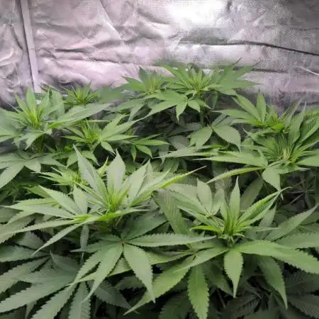 Shaman - second grow of 2025