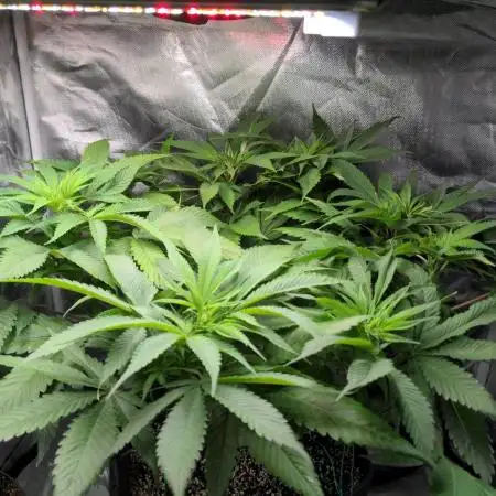Shaman - second grow of 2025