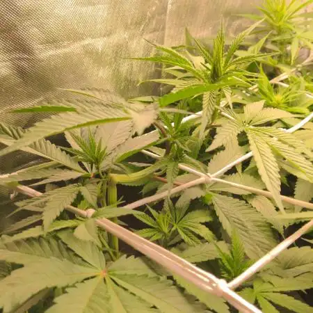 Blue Mystic
