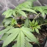 Shaman - second grow of 2025