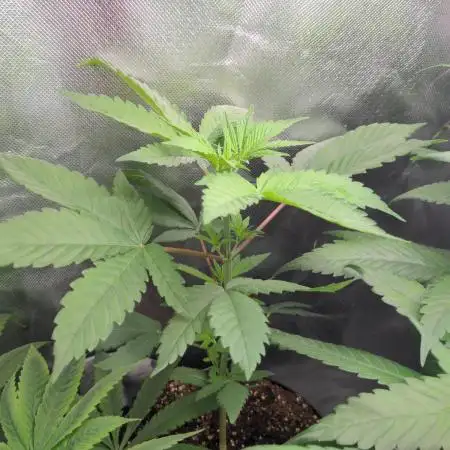 Blue Mystic