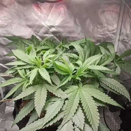 Shaman - second grow of 2025