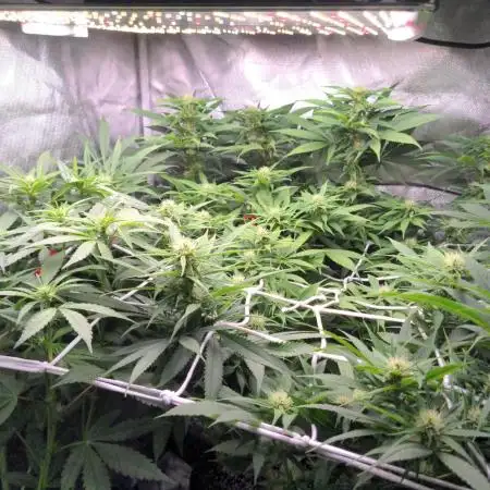 Shaman - second grow of 2025