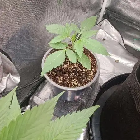 Blue Mystic