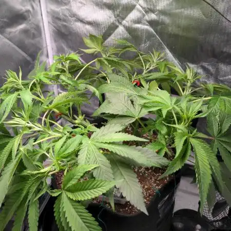 Shaman - second grow of 2025