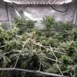 Shaman - second grow of 2025