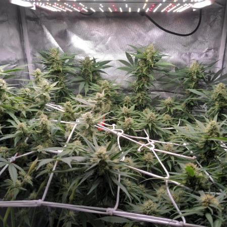 Shaman - second grow of 2025