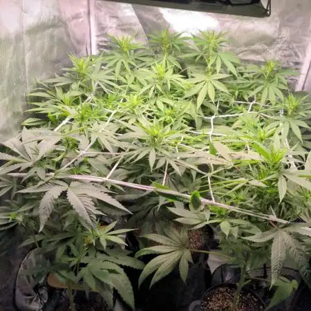 Shaman - second grow of 2025
