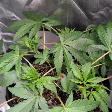 Shaman - second grow of 2025