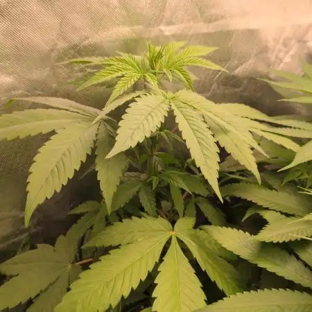 Blue Mystic