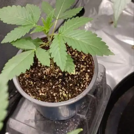 Blue Mystic