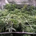 Shaman - second grow of 2025