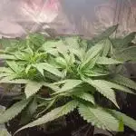 Shaman - second grow of 2025