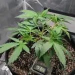 Shaman - second grow of 2025