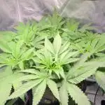 Shaman - second grow of 2025